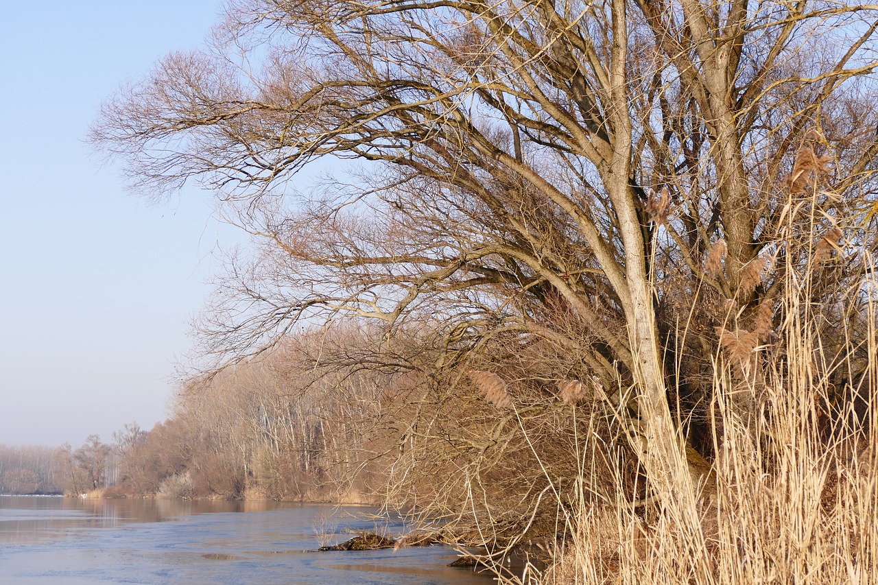 shore  river  trees free photo