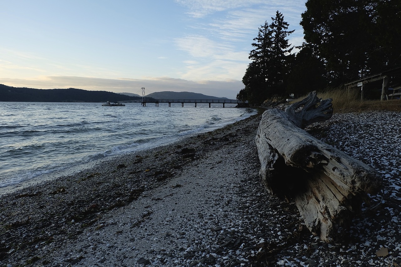 shore log water free photo