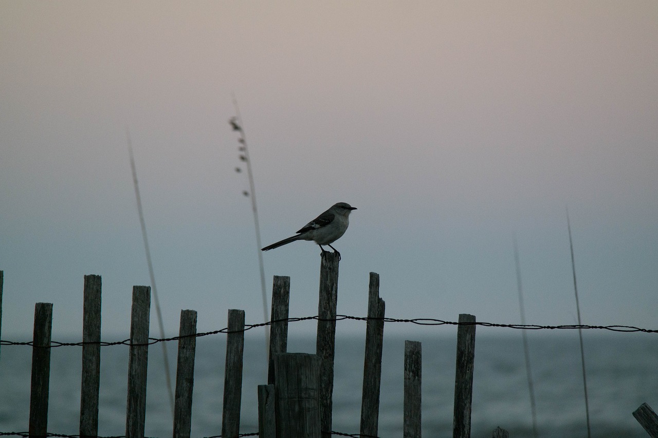 shoreline bird wildlife free photo