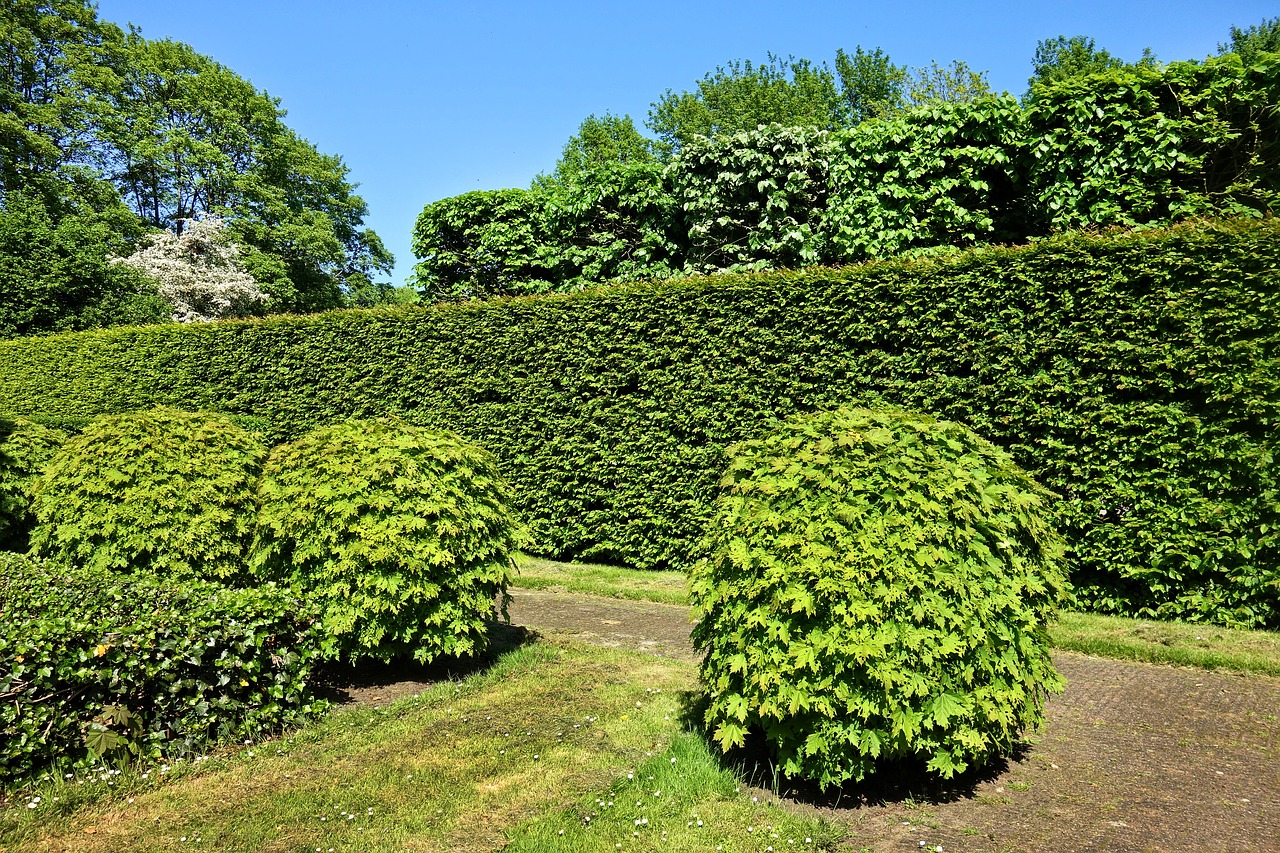 shorn hedge  shorn bush  hedge free photo