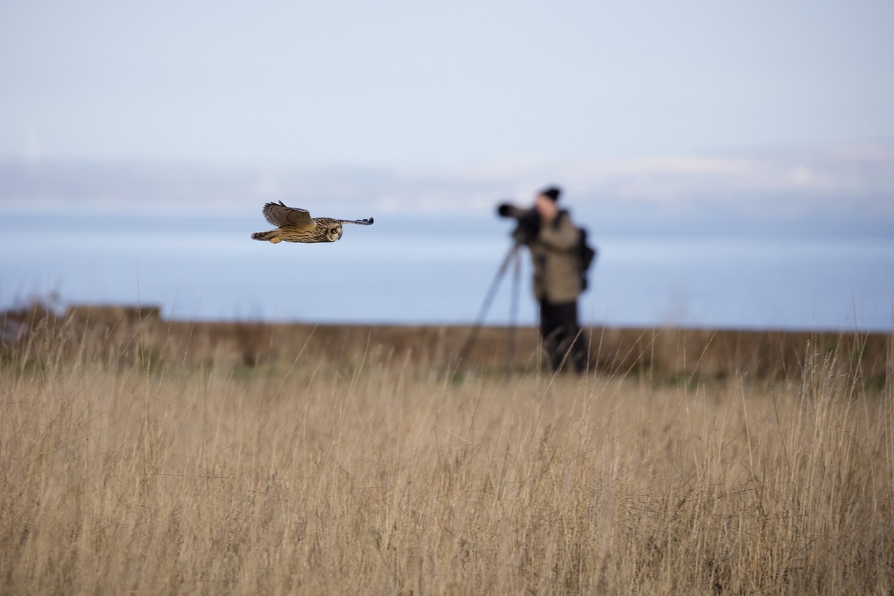 short eared owl owl bird free photo