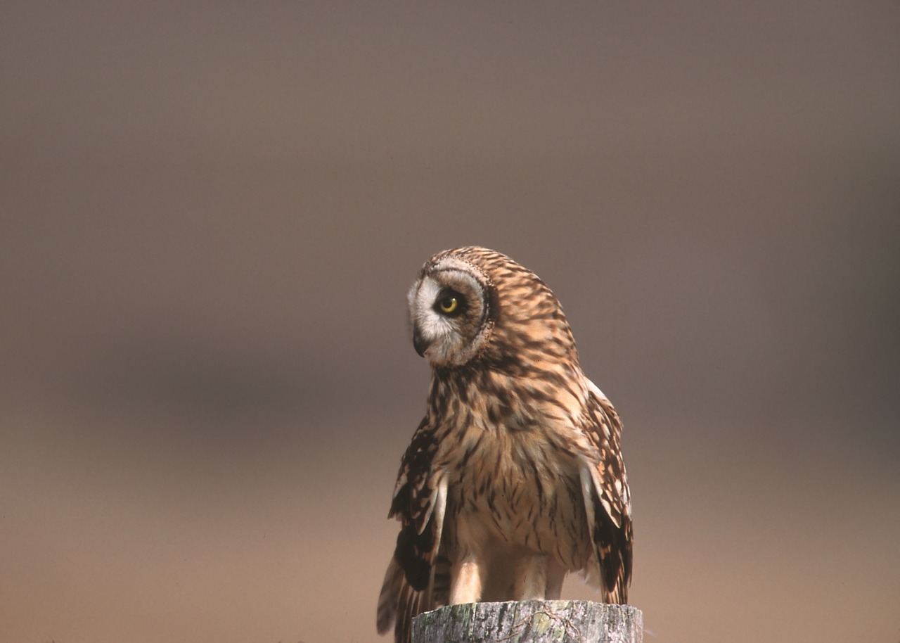 short eared owl bird portrait free photo