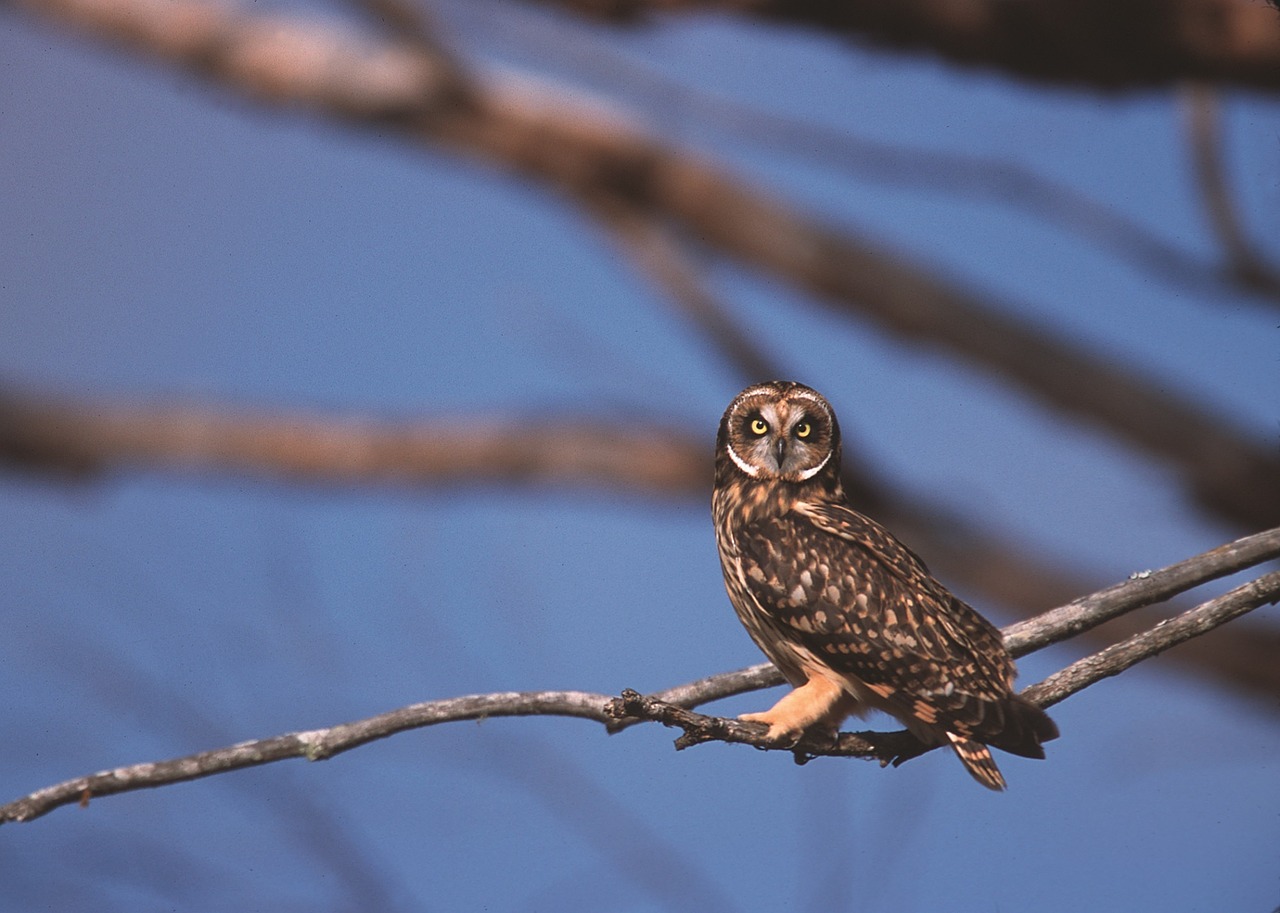 short eared owl bird portrait free photo