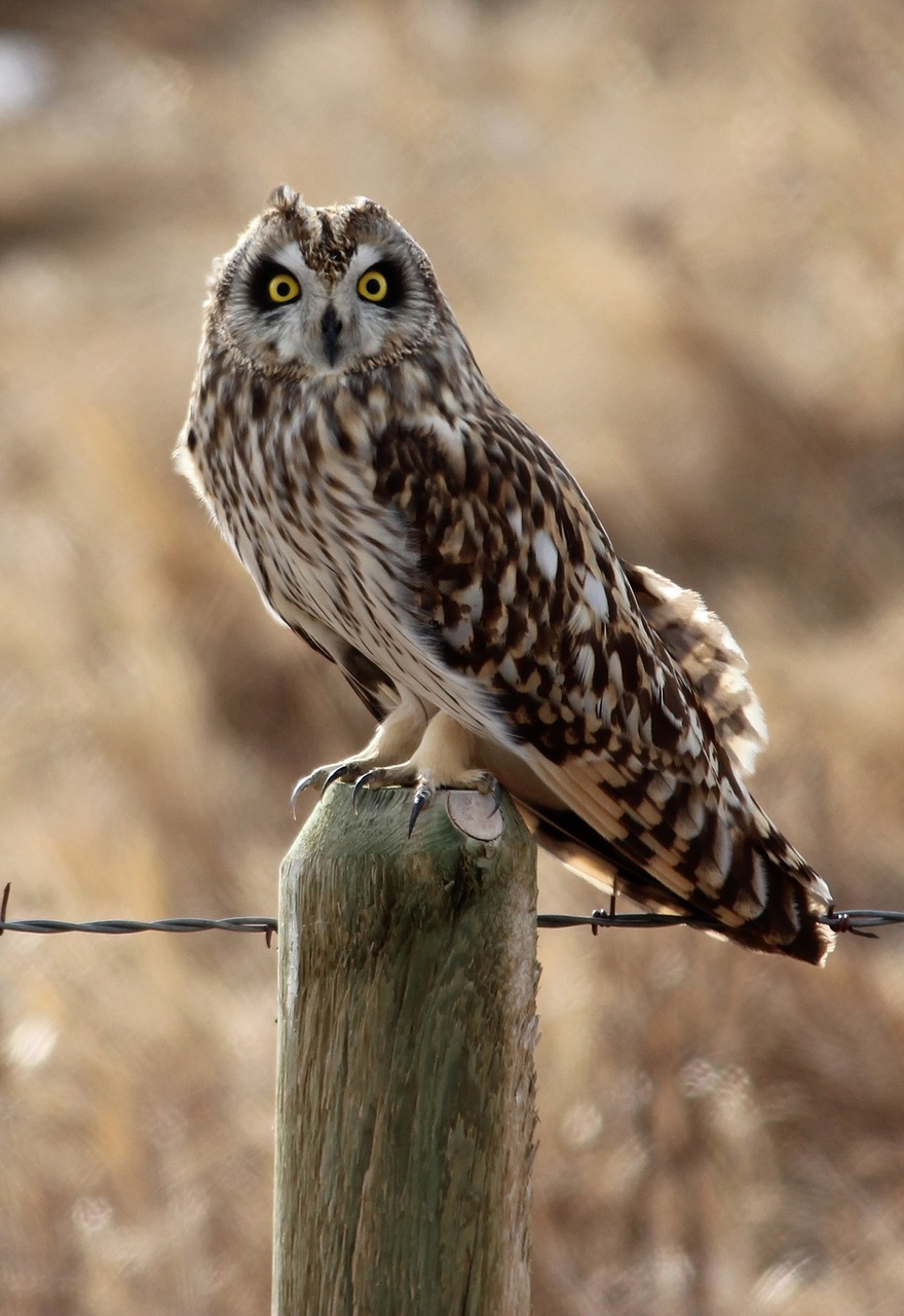 short eared owl bird perched