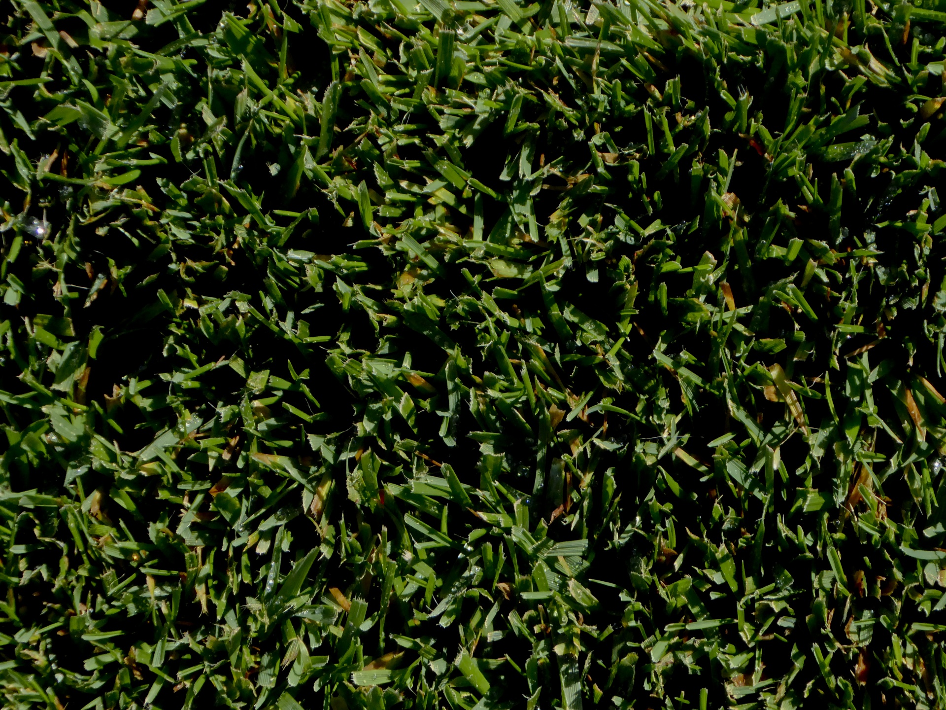 background grass short free photo