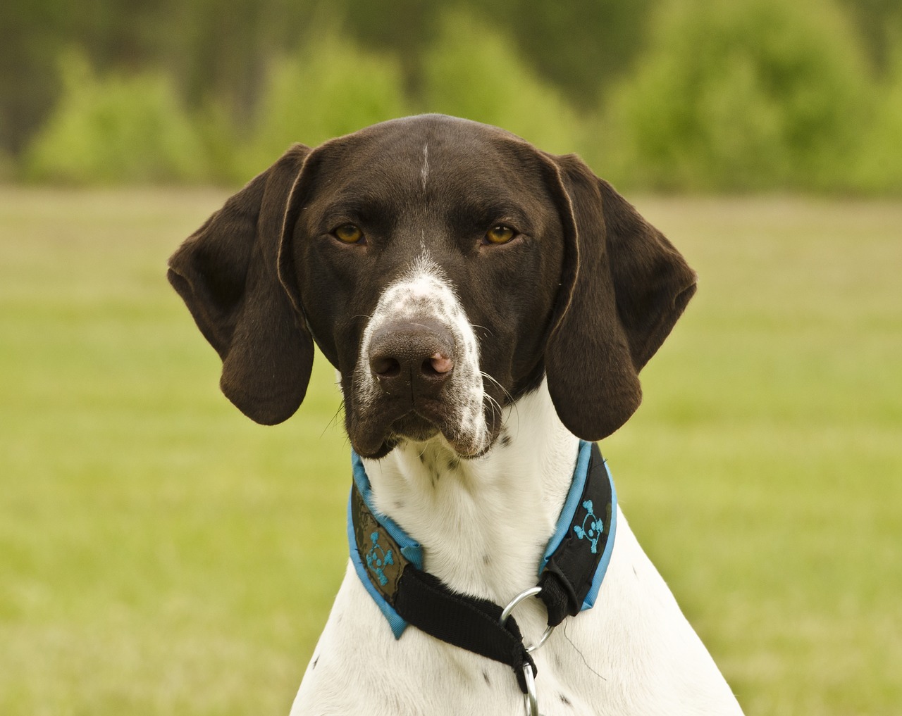 short haired german shorthaired pointer dog hunting dog free photo