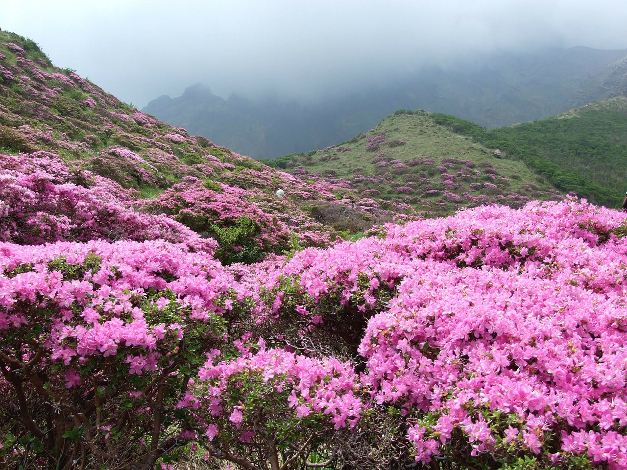 shosenkyo drunk azalea rhododendron kiusianum aso free photo