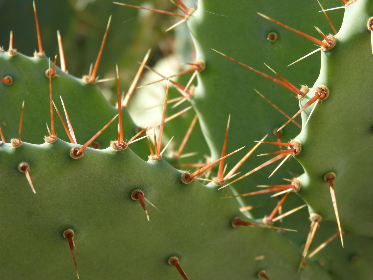 cactus shovels thorns free photo