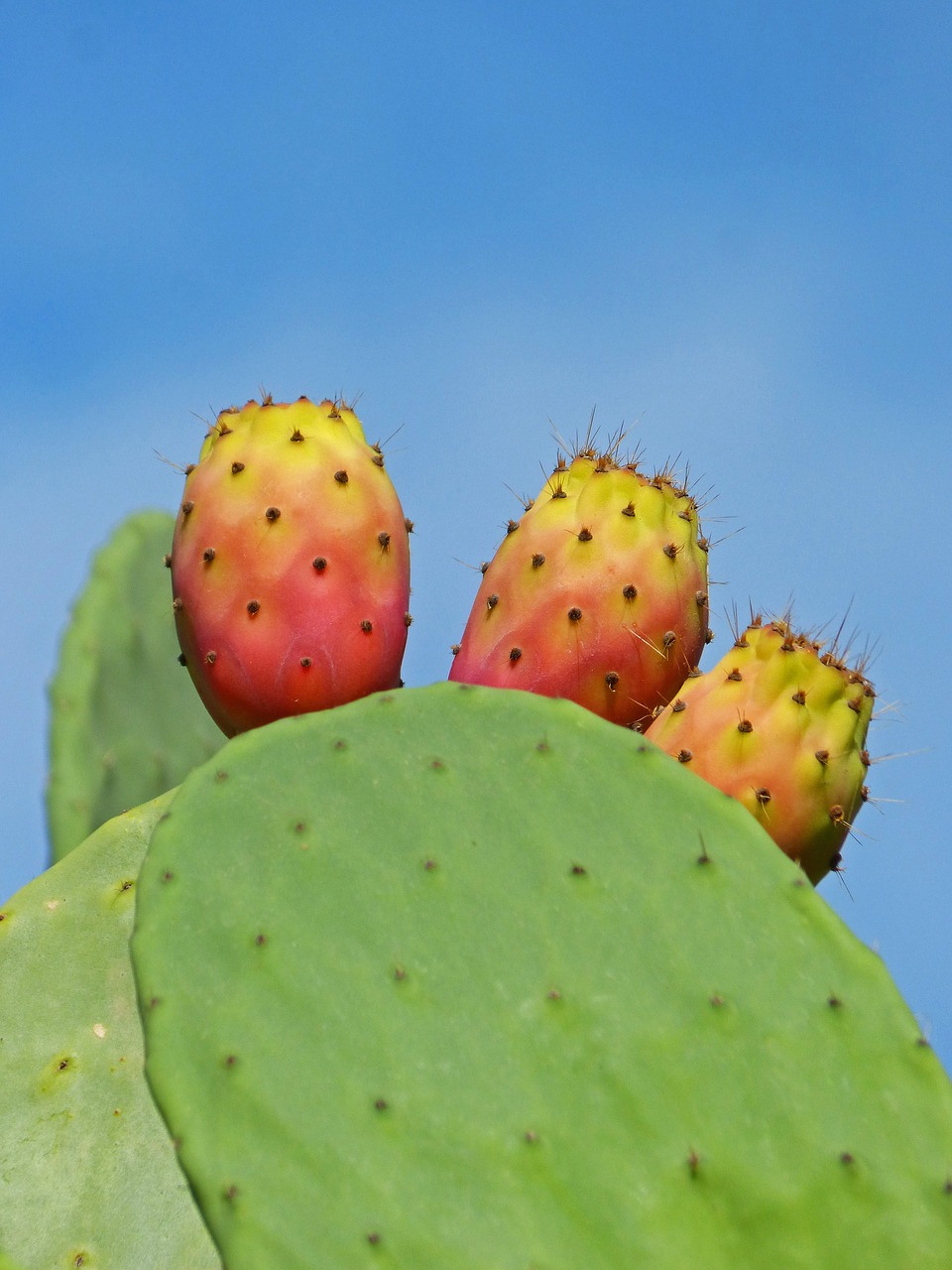 shovels prickly pear cactus prickly pear free photo