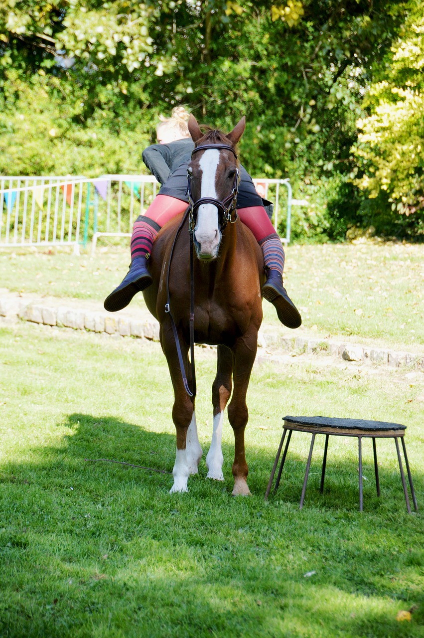 show  circus  equestrian free photo