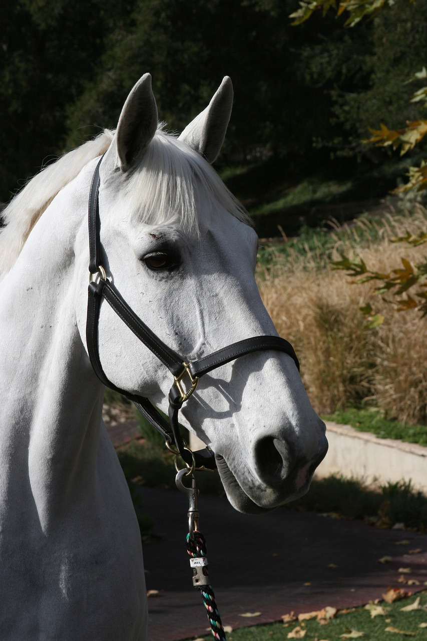 show horse white horse dressage free photo