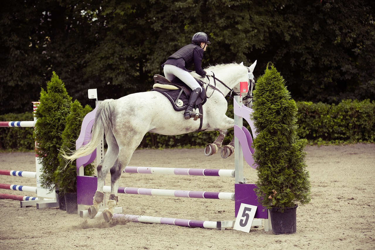show jumping horse tournament free photo