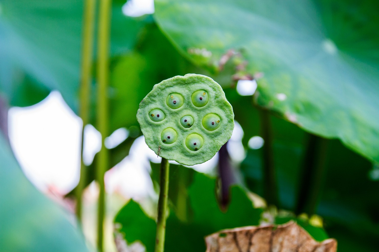 shower lotus lotus beads free photo