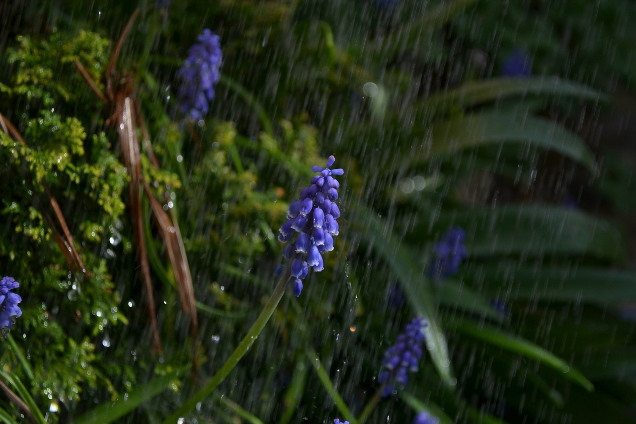 shower rain flower free photo