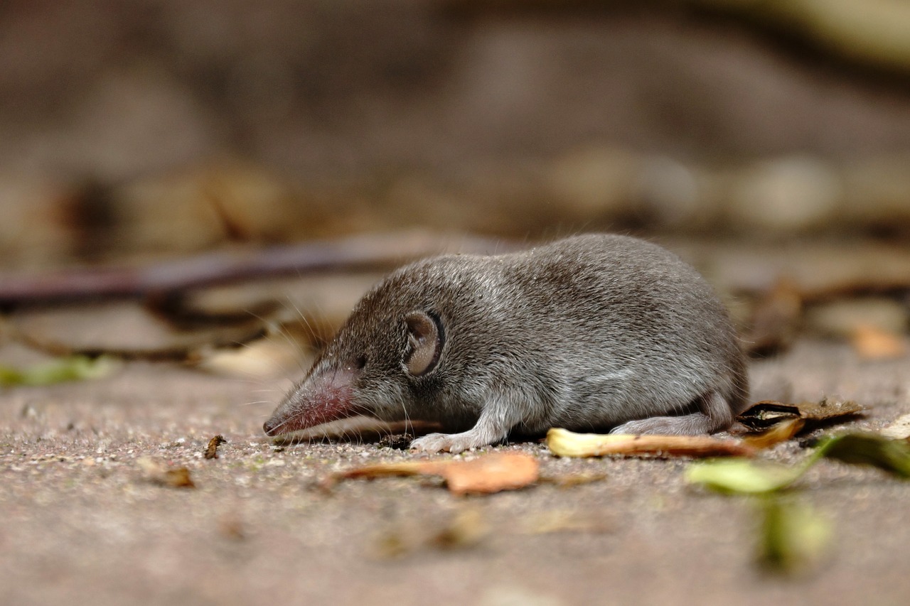 Shrew,mouse,grey,nature,rodent - free image from 