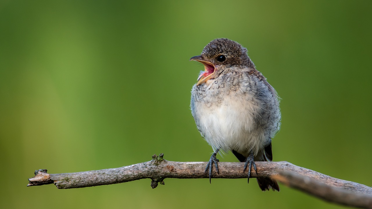 shrike general cub bird free photo