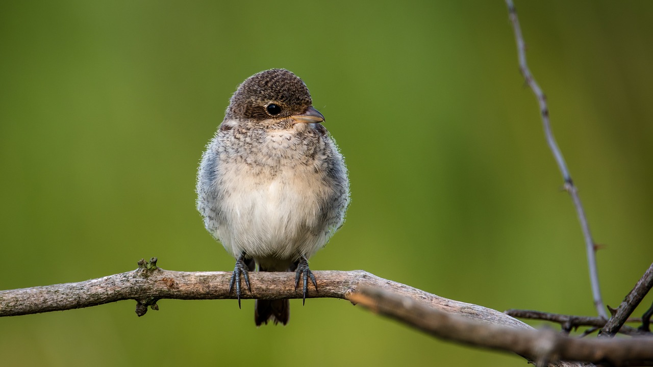 shrike general cub bird free photo