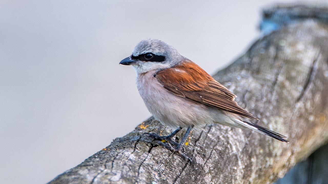 shrike general male bird free photo