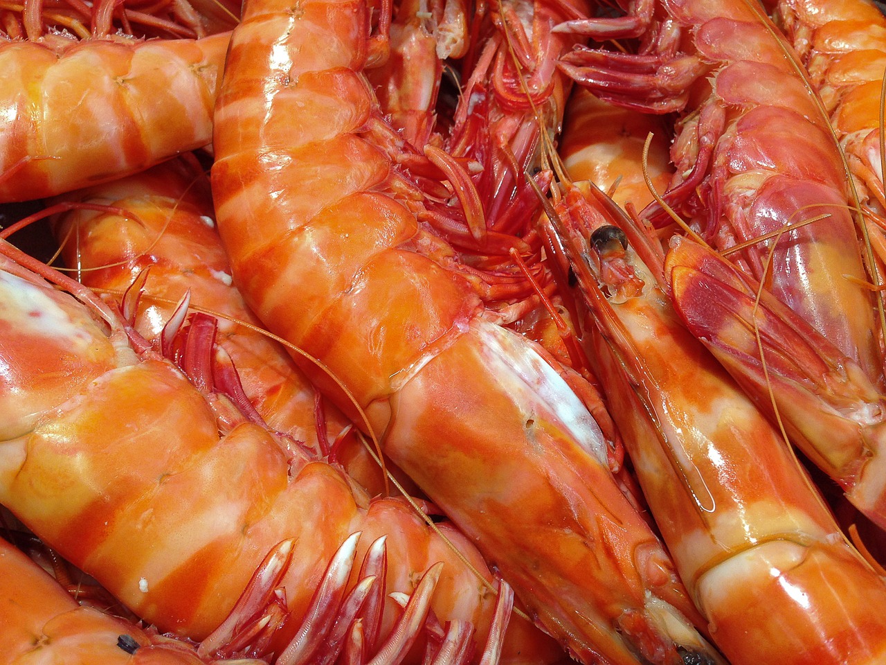 shrimp seafood fishing free photo