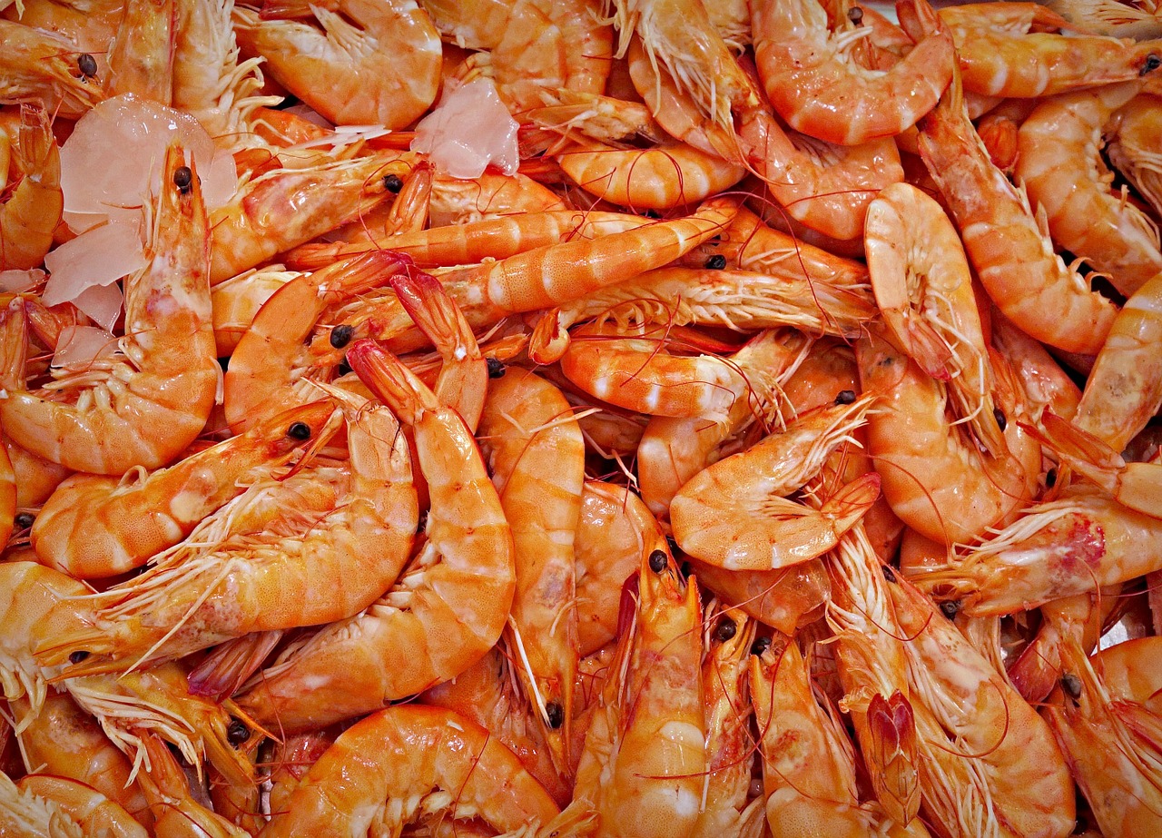 shrimp prawn animal free photo
