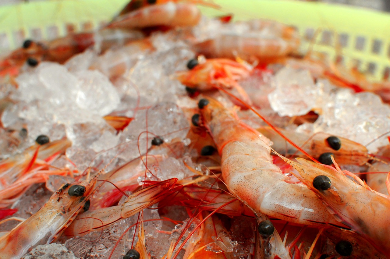 shrimp prawns iced free photo