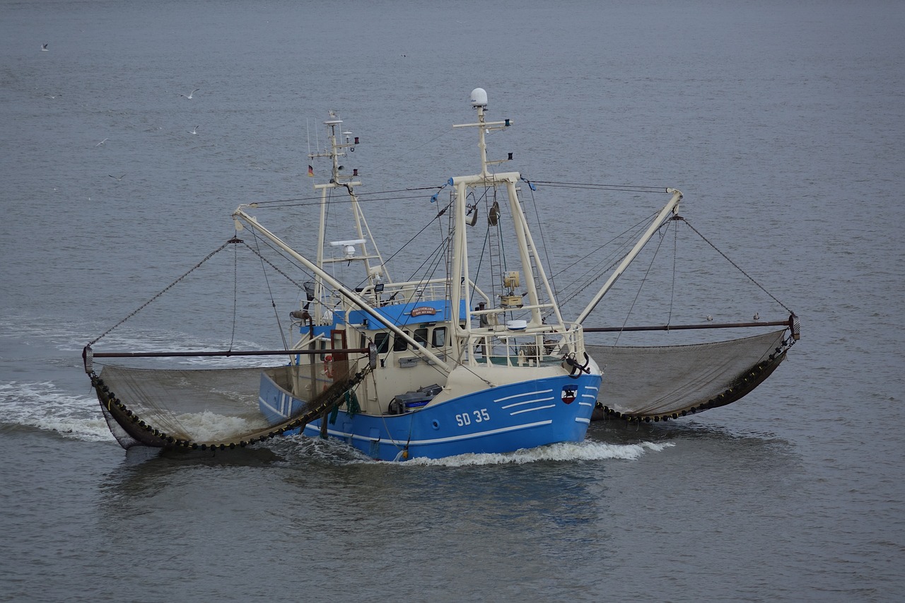 shrimp sea north sea free photo