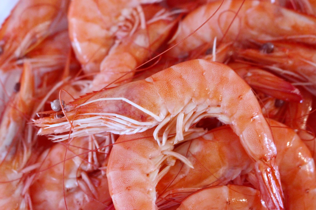 shrimp seafood crustaceans free photo