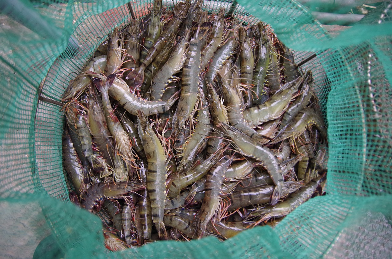 shrimp peaceful catch free photo