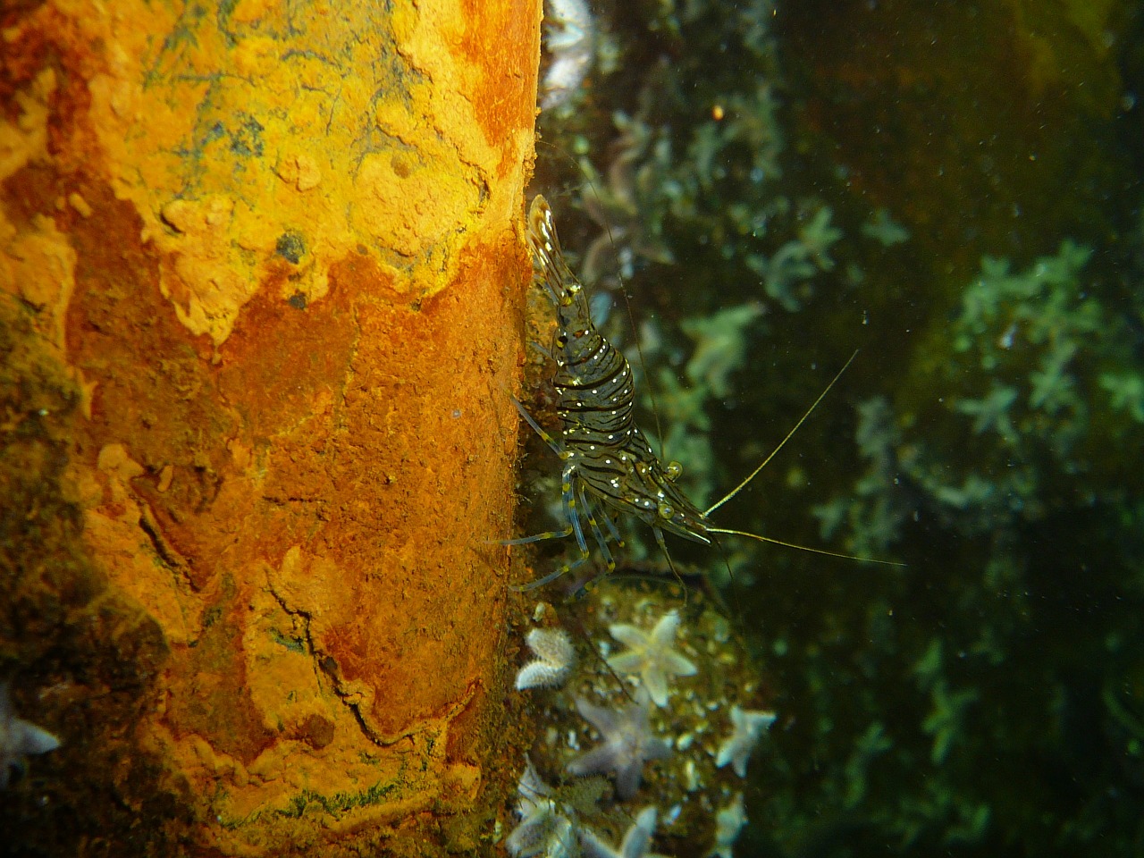 shrimp baltic sea scampi free photo