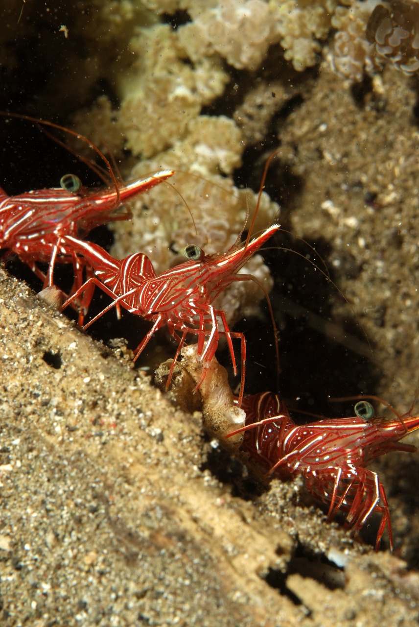 shrimp diving underwater landscape free photo