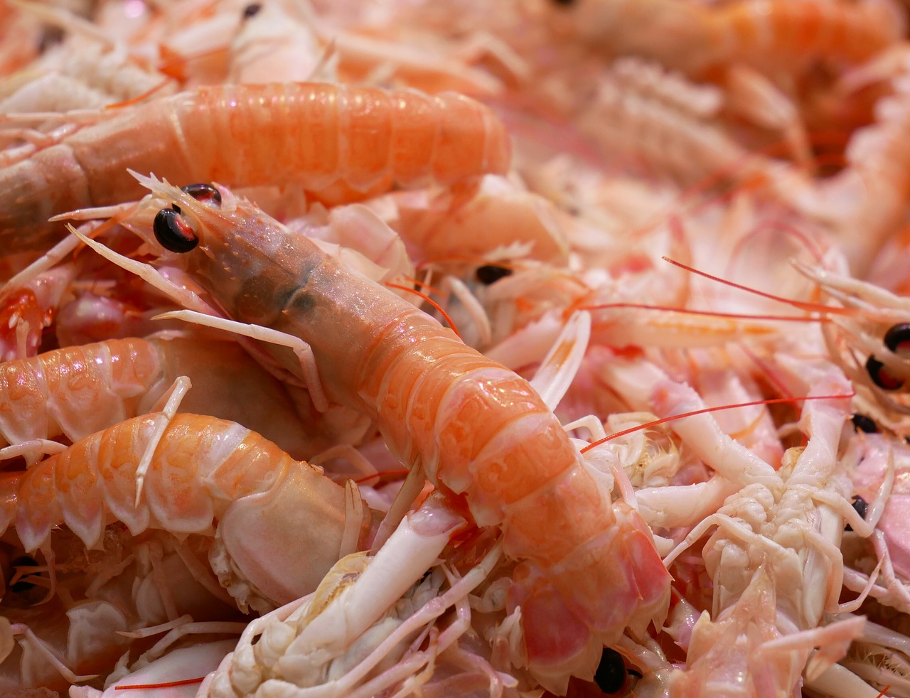 shrimp scampi seafood free photo