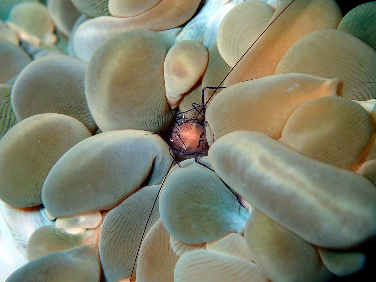 shrimp crustacean reef free photo