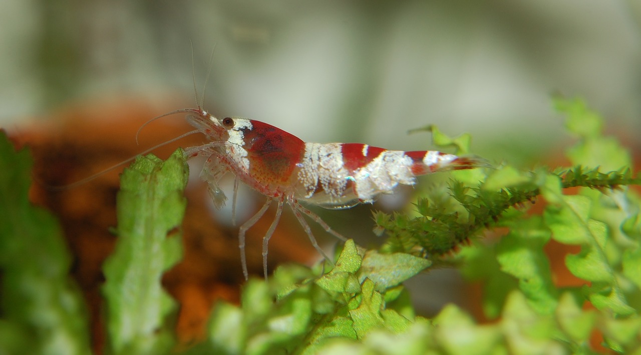 shrimp water creature aquarium free photo