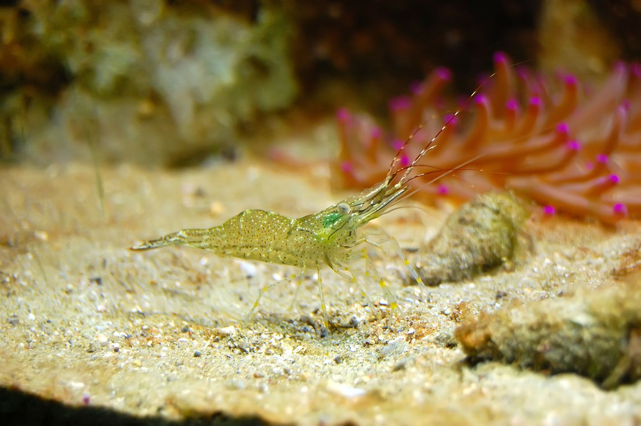 shrimp aquarium fish free photo