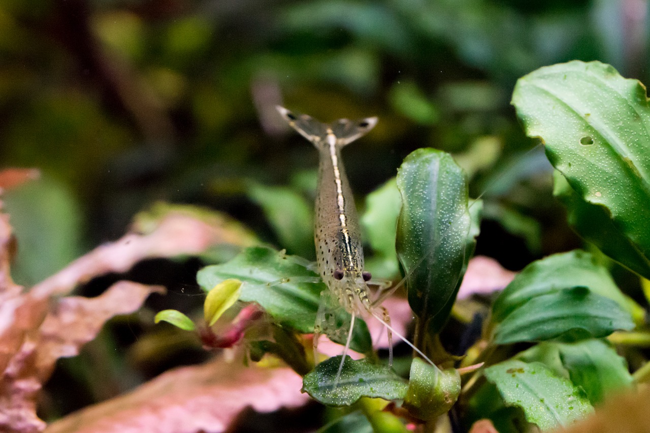 shrimp  yamato shrimp  aquarium free photo