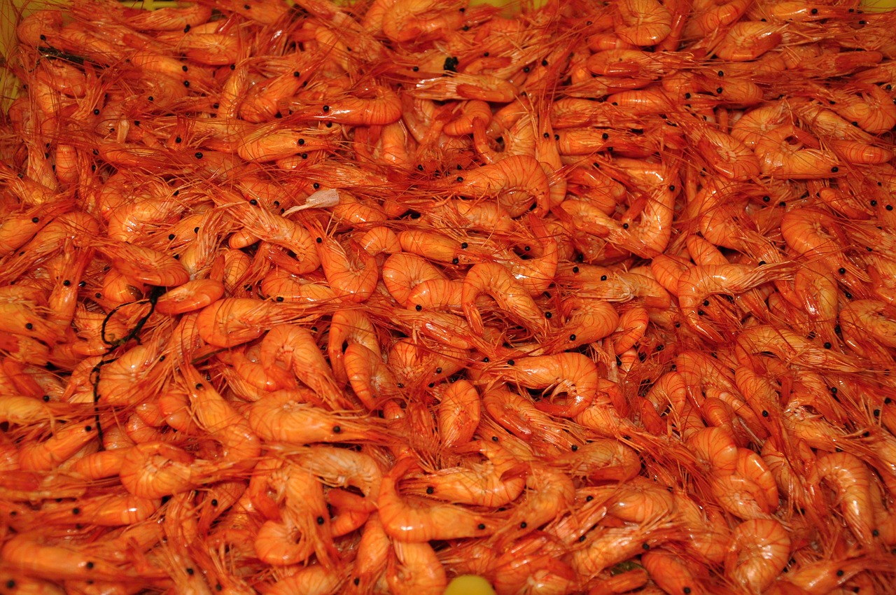 shrimp  seafood  food free photo