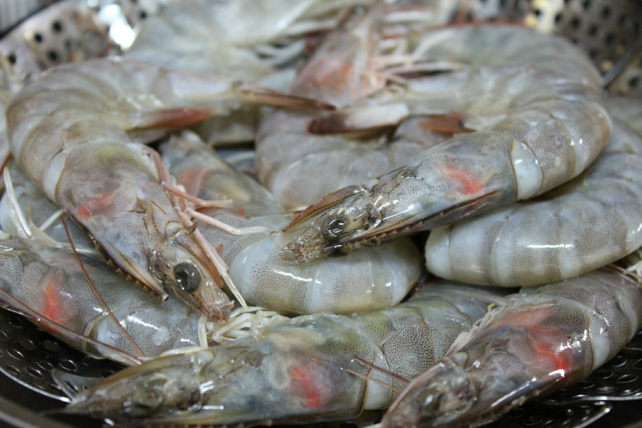shrimp biology steamed shrimp free photo