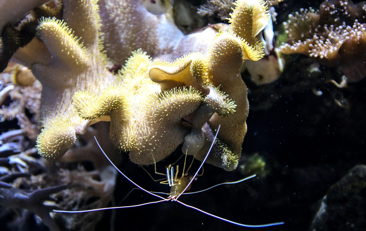 shrimp coral plankton free photo