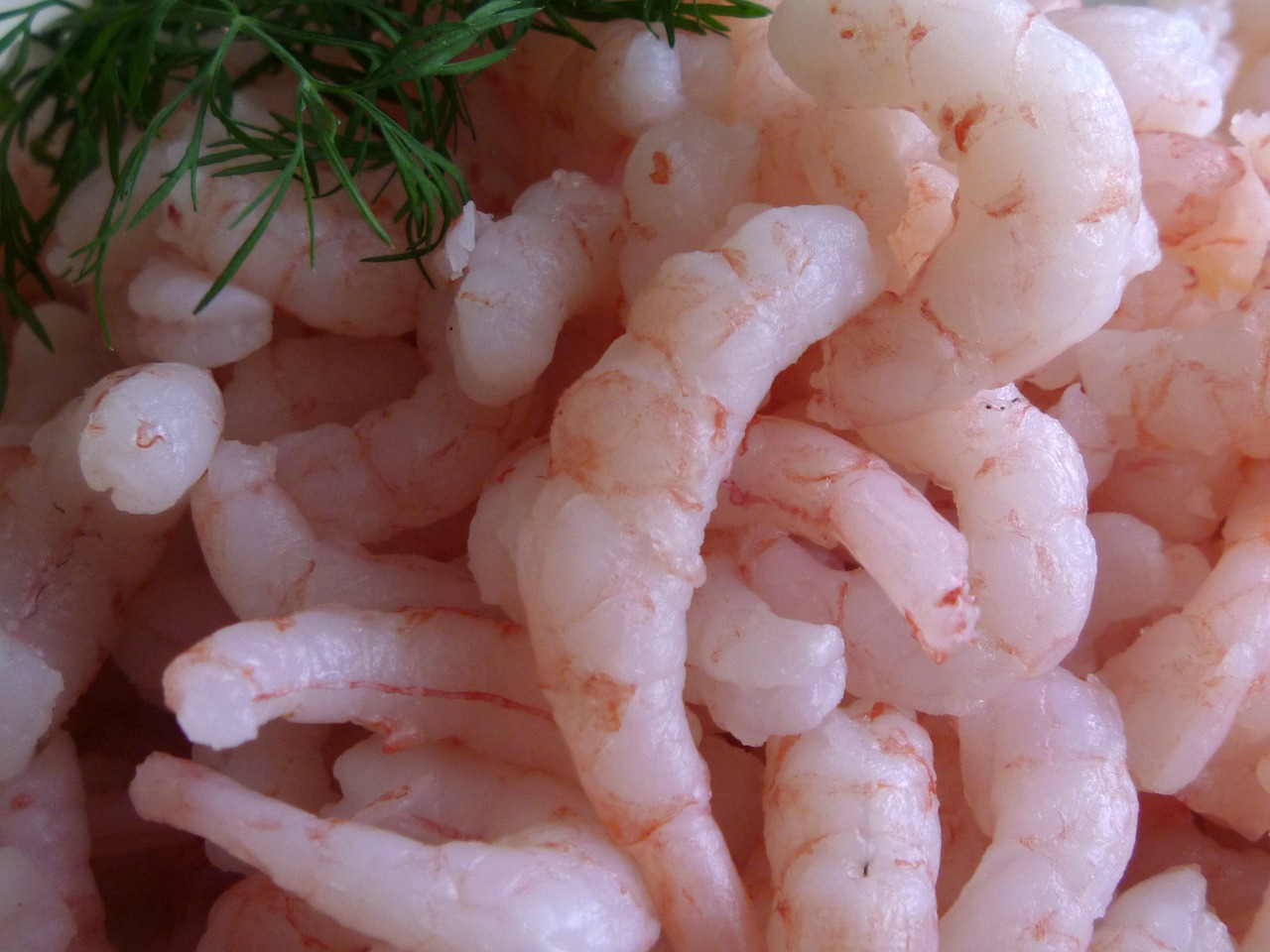 shrimp seafood fish free photo