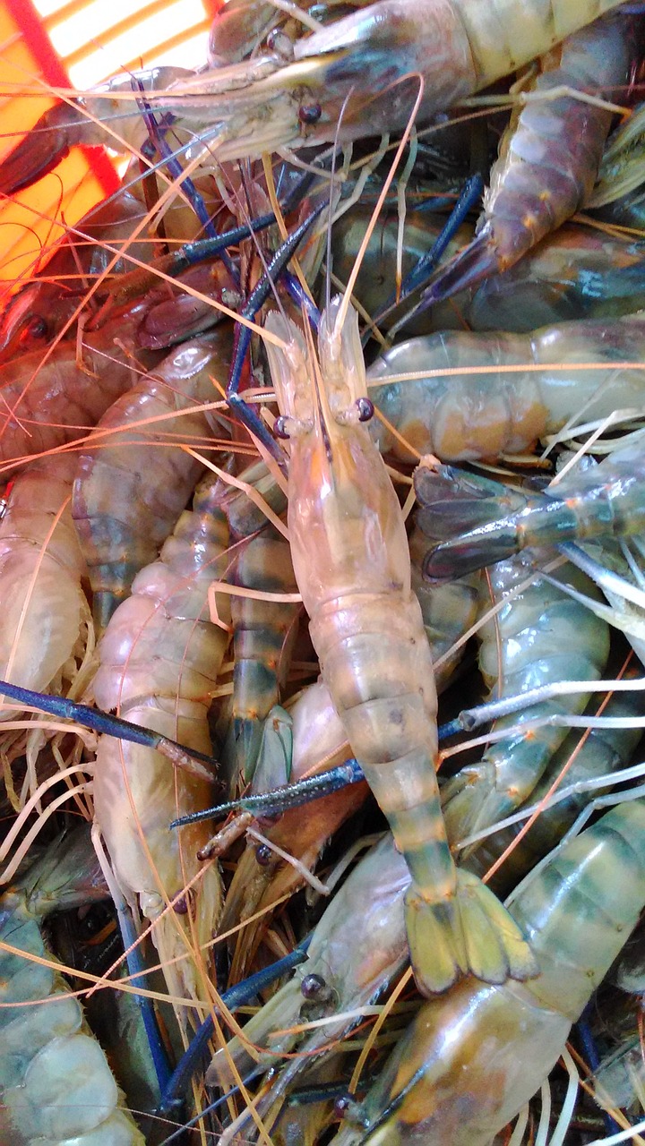 shrimp fish seafood free photo