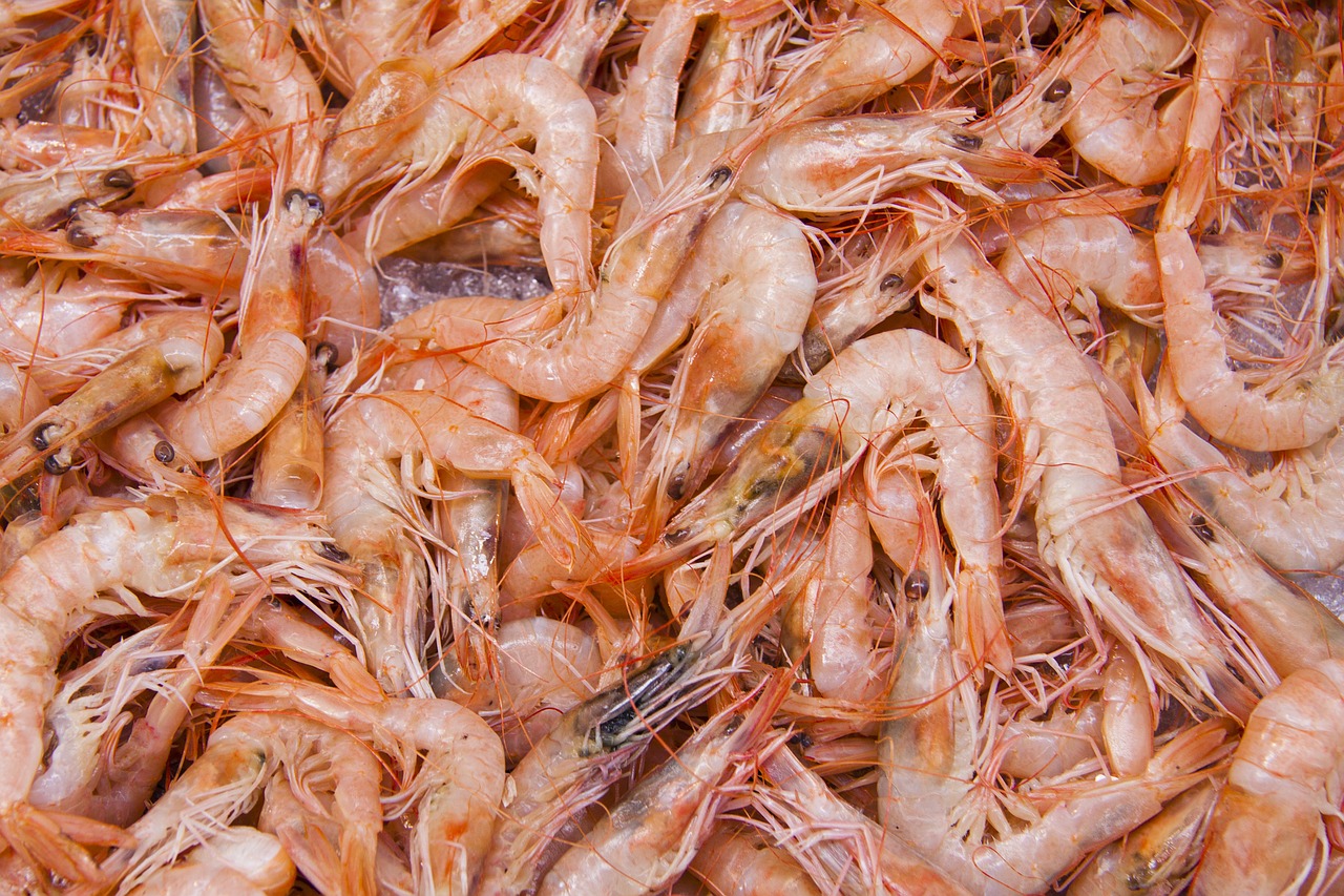 shrimp crabs crustaceans free photo