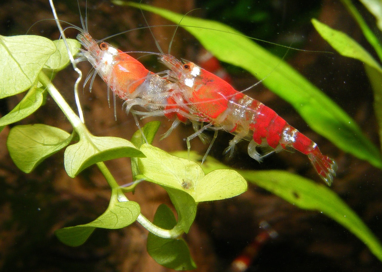 shrimp red aquarium free photo