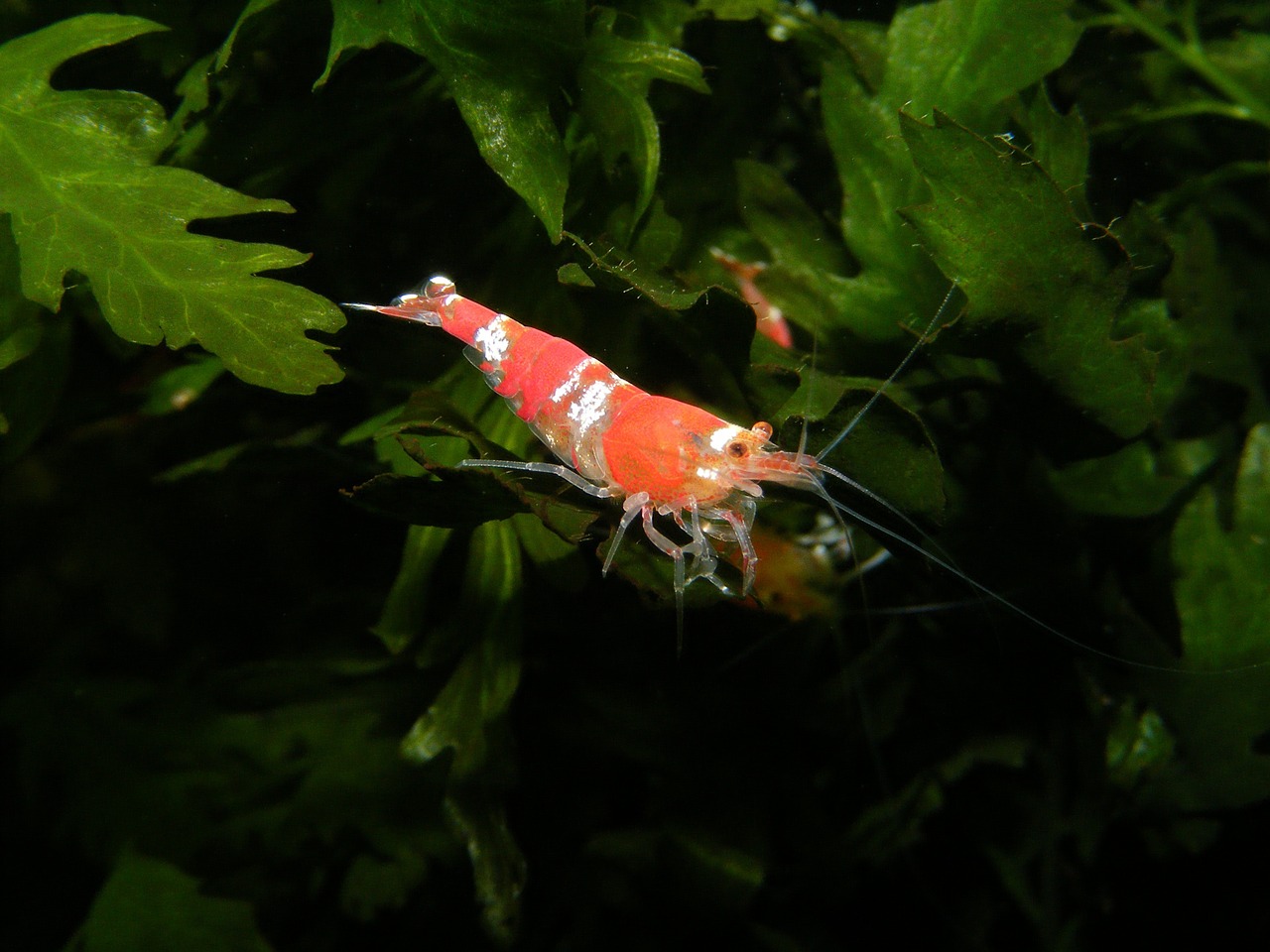 shrimp aquarium creature free photo