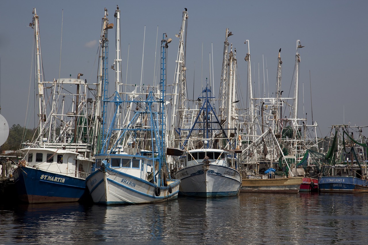 shrimp boats port sea free photo