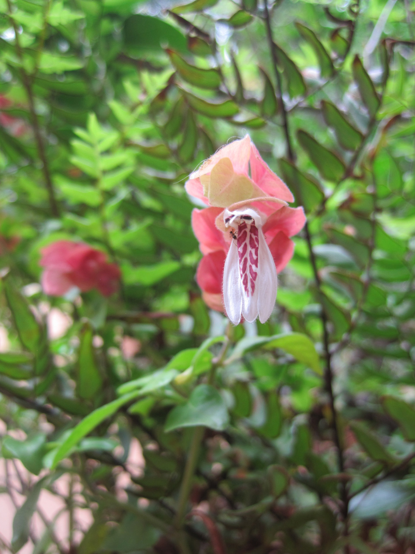 flower bloom shrimp free photo