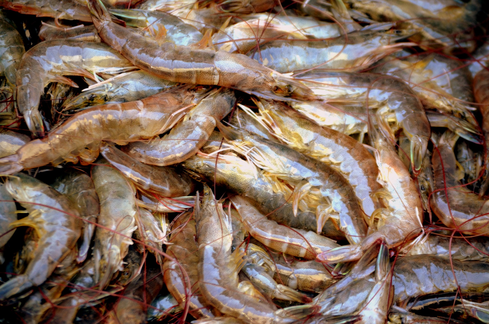 food seafood shrimp free photo