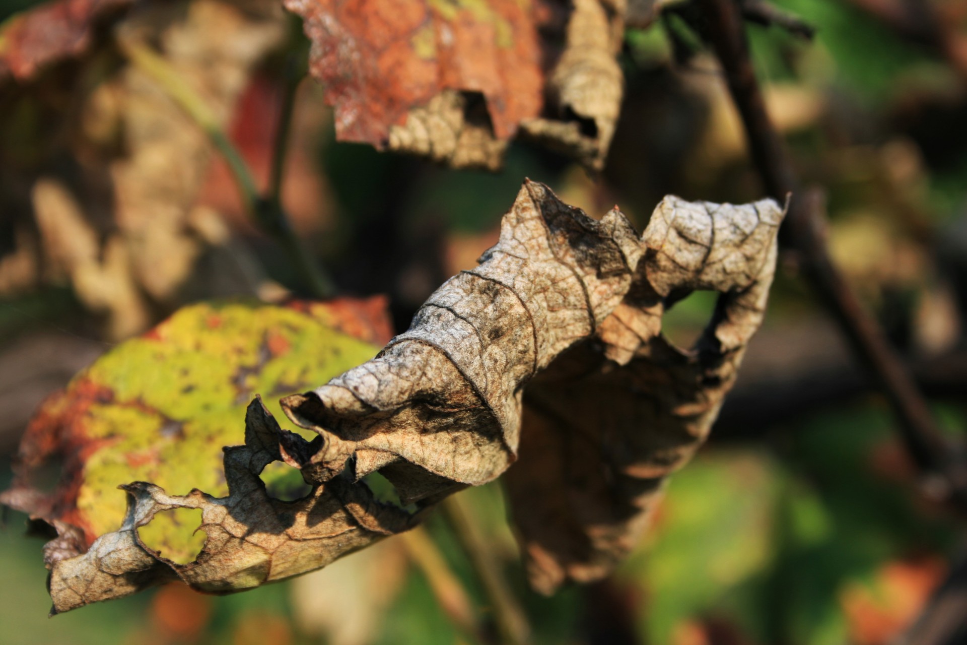 vine grape leaf free photo