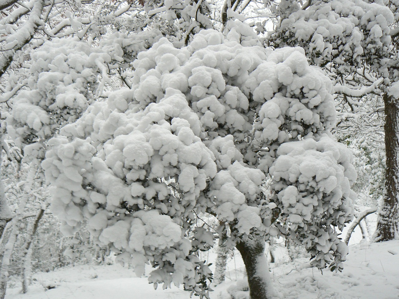 shrub snow winter free photo