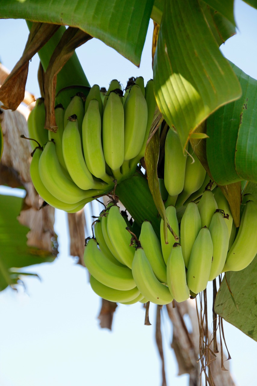 shrub banana banana plant free photo