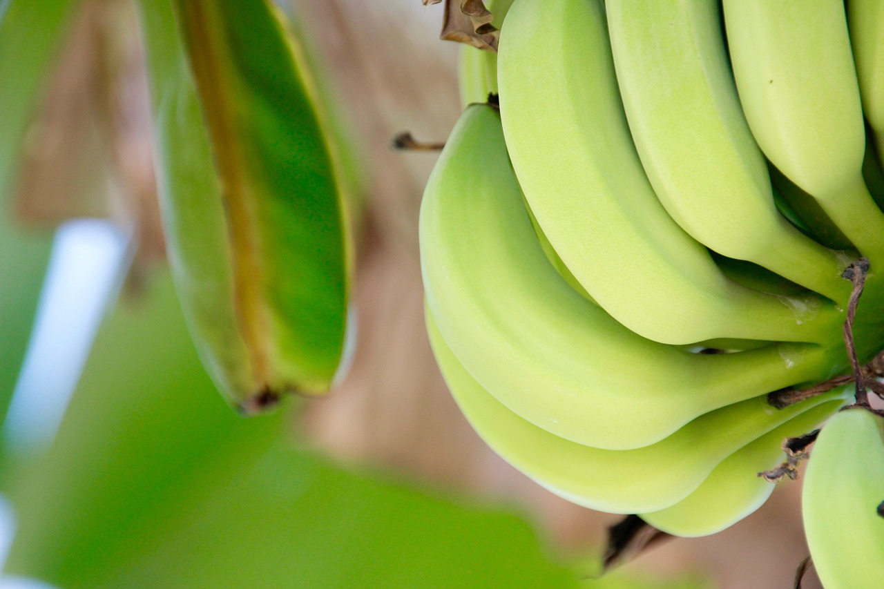 shrub banana banana plant free photo